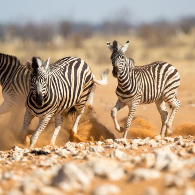 Namibia self-drive tour with Sebastian & Lin-Namibia-Safari & Nature-Zhoola