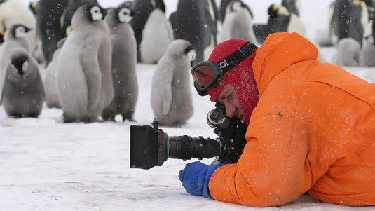 Breathtaking wildlife photography showcasing the beauty of the Antarctica's penguins