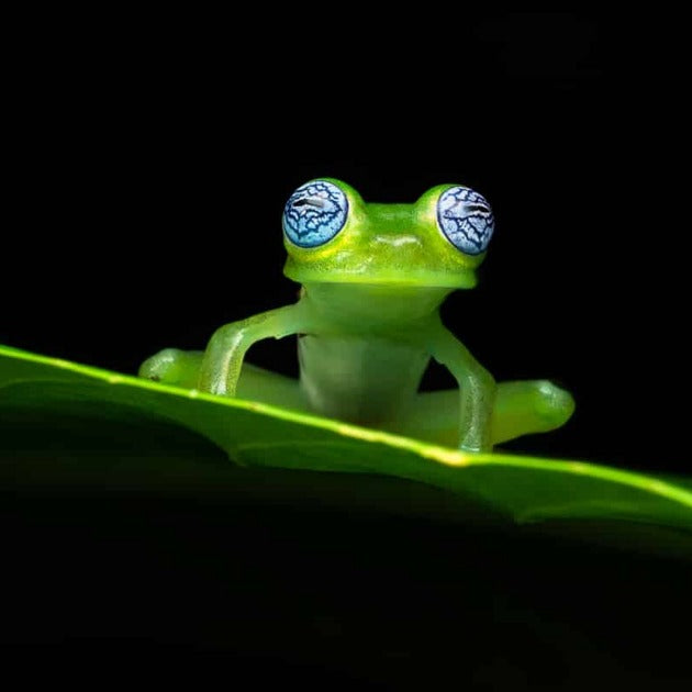 Ghost Glass Frog Perched on a Leaf - Wildlife Photography Workshop with Colby Brown - Photography & Hike - Workshop - Zhoola