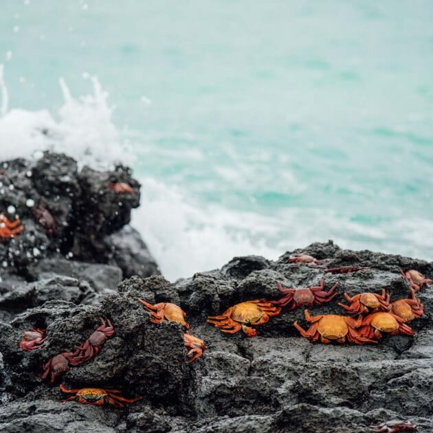 Load image into Gallery viewer, Red Rock Crabs covering a black volcanic rock on a tropical beach - Luxury Galapagos with Kiersten, Caity &amp; Cecibel - Cruise &amp; Eco (Women only) - Expedition - Zhoola
