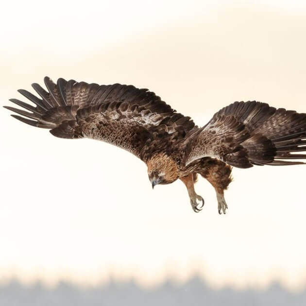 Load image into Gallery viewer, Graceful White-Tailed Eagle soaring in the sky.Wild Wolves of Taiga with Joshua Holko - Photography &amp; Wildlife - WORKSHOP  - Zhoola
