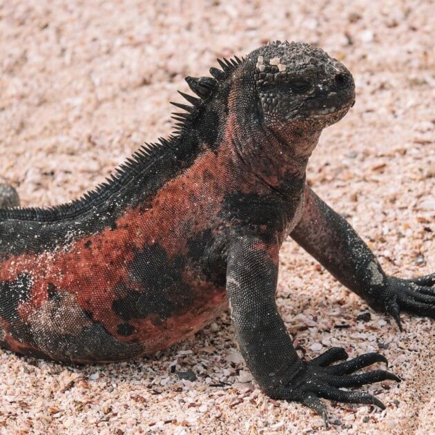 Load image into Gallery viewer, Close-up of a Marine Iguana in the Galapagos Islands - Luxury Galapagos with Kiersten, Caity &amp; Cecibel - Cruise &amp; Eco (Women only) - Expedition - Zhoola
