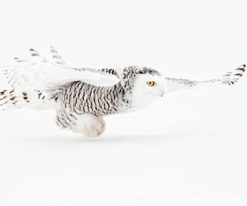 Load image into Gallery viewer, Snowy Owls In Canadian Winter with Joshua Holko-Canada-Photography &amp; Wildlife-Zhoola

