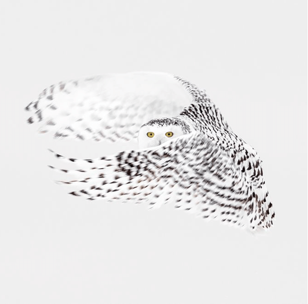 Snowy Owls In Canadian Winter with Joshua Holko-Canada-Photography & Wildlife-Zhoola
