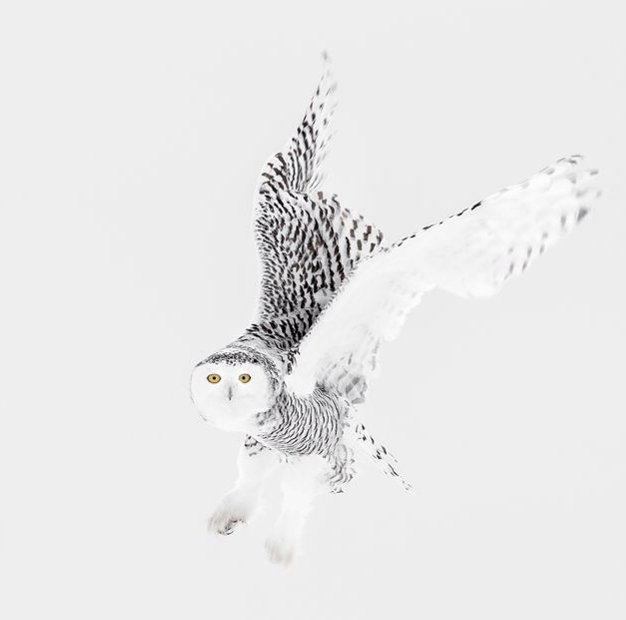 Snowy Owls In Canadian Winter with Joshua Holko-Canada-Photography & Wildlife-Zhoola