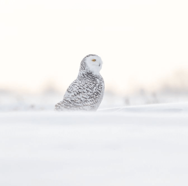 Load image into Gallery viewer, Snowy Owls In Canadian Winter with Joshua Holko-Canada-Photography &amp; Wildlife-Zhoola
