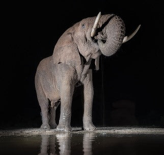 An extraordinary photograph of an elephant taken during Joshua Holko's masterclass from a hideoutZululand Africa Masterclass with Joshua Holko - Photography & Wildlife - Workshop - Zhoola