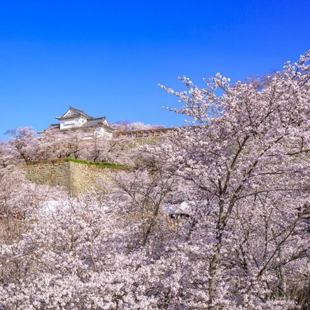 Load image into Gallery viewer, Classic Sakura of Japan with Riki-Japan-Culture &amp; Exploration-Zhoola
