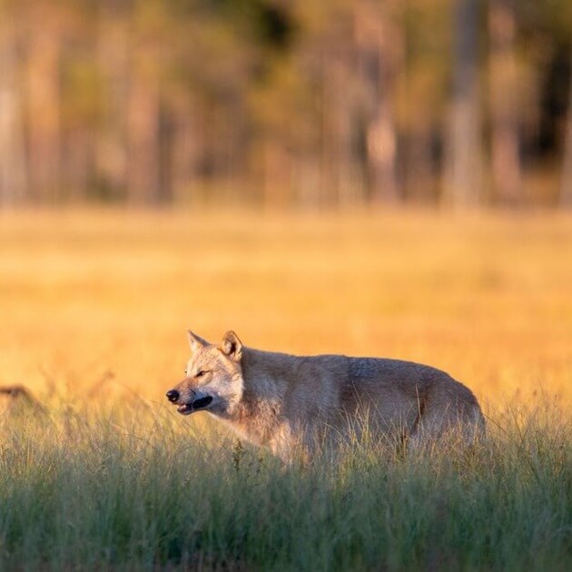 Wild Wolves of Taiga with Joshua Holko-Finland-Photography & Wildlife-Zhoola