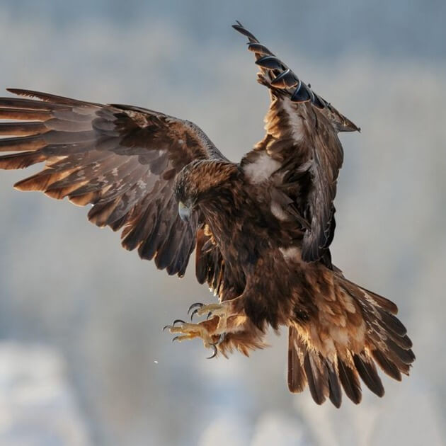 Magnificent White-Tailed Eagle in flight,Wild Wolves of Taiga with Joshua Holko - Photography & Wildlife - WORKSHOP  - Zhoola
