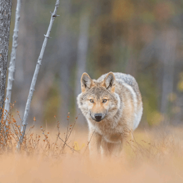 Load image into Gallery viewer, A wolf near the border of Finland.Wild Wolves of Taiga with Joshua Holko - Photography &amp; Wildlife - WORKSHOP  - Zhoola
