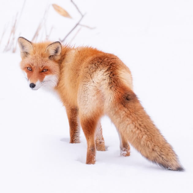 Hokkaido foxes standing in the snow - Hokkaido Landscape & Wildlife with Daniel Kordan - VendorPhotography & Culture - WORKSHOP - Zhoola