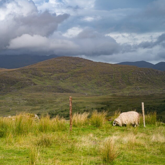 Load image into Gallery viewer, Sheep grazing on the high hills of a grassy mountain track - Hike the Kerry way with Sherry Ott - VendorHike &amp; Nature - JOURNEY - Zhoola
