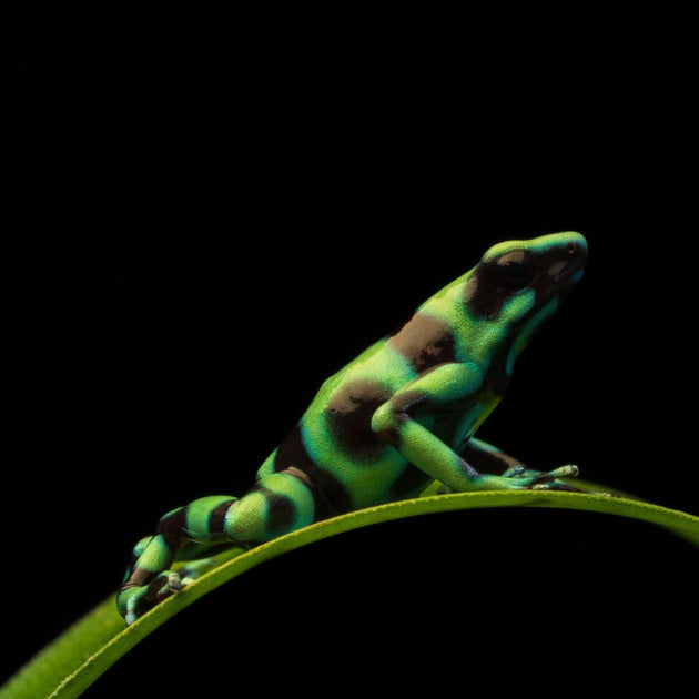 Green & Black Poison Dart Frog - Wildlife Photography Workshop with Colby Brown - Photography & Hike - Workshop - Zhoola