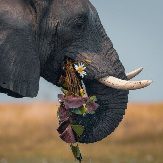 Load image into Gallery viewer, Elephant Grazing on Ponderosa Pine Needless - Safari in the Okavango Delta in Botswana with Sebastian &amp; Lin-1 -VendorSafari &amp; Nature - EXPEDITION - Zhoola

