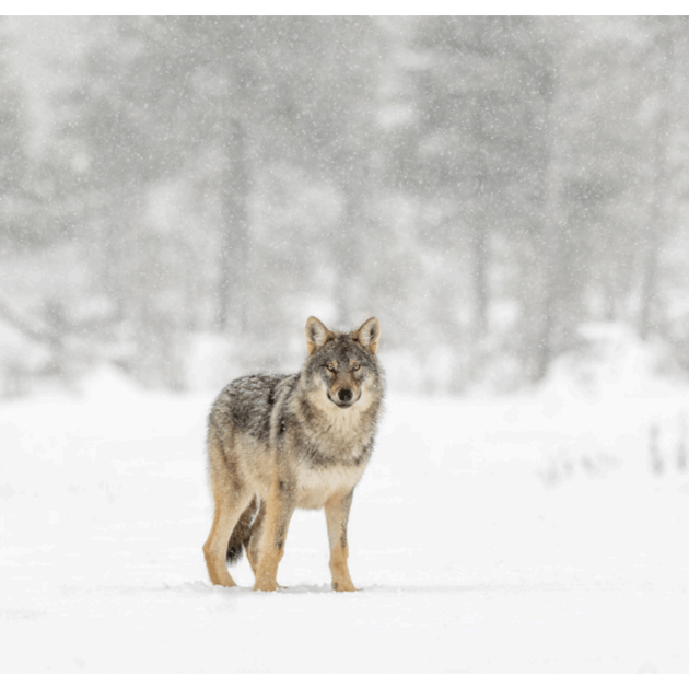 Wild wolves in their natural Taiga forest habitat - Wild Wolves of Taiga with Joshua Holko - Photography & Wildlife - WORKSHOP  - Zhoola