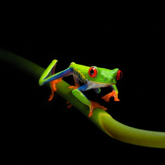 Load image into Gallery viewer, Red Eyed Green Tree Frog in Costa Rica - Wildlife Photography Workshop with Colby Brown - Photography &amp; Hike - Workshop - Zhoola

