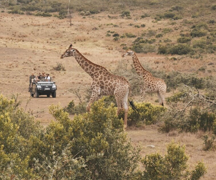 Load image into Gallery viewer, Jeep safari with a close encounter of giraffes.From the Beach to the Bush with Kiersten &amp; Caity - VendorSafari &amp; Exploration (Women only) - JOURNEY - Zhoola
