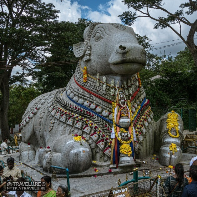 Statue of Dodda Basavanna situated on the scenic Chamundi Hills in Mysore City.