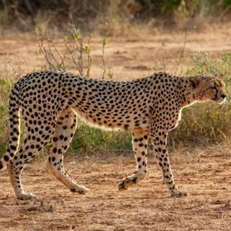 Load image into Gallery viewer, Northwest African cheetah - an exquisite big cat in the wild.Tranquility and natural splendor with Nateea - Yoga and Safari - RETREAT - Zhoola
