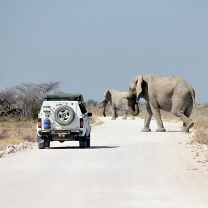 Load image into Gallery viewer, Safari vehicles trailing a majestic African elephant herd.Tranquility and natural splendor with Nateea - Yoga and Safari - RETREAT - Zhoola
