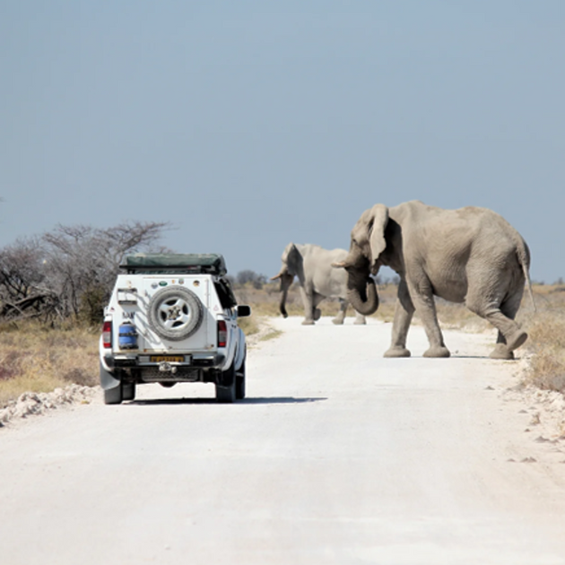 Safari vehicles trailing a majestic African elephant herd.Tranquility and natural splendor with Nateea - Yoga and Safari - RETREAT - Zhoola