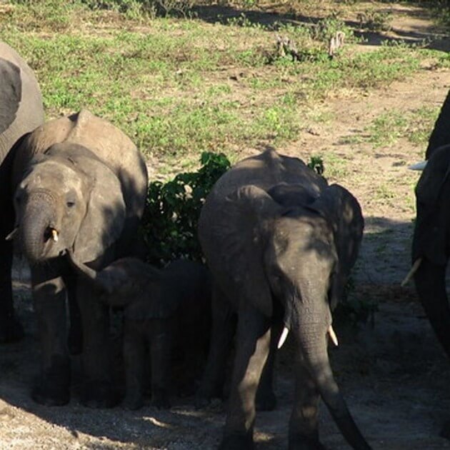 Herd of Elephants at Munnar Periyar Wildlife Sanctuary, Thekkady Wayanad Wildlife Sanctuary" - Safari & Waterfalls in Africa with Alyssa Ramos - Safari & Culture (women only) - JOURNEY