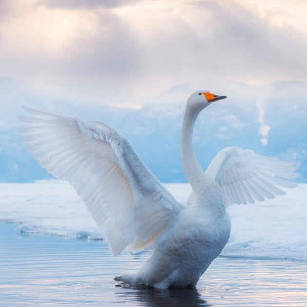 Graceful whooper swans.Hokkaido Landscape & Wildlife with Daniel Kordan - VendorPhotography & Culture - WORKSHOP - Zhoola