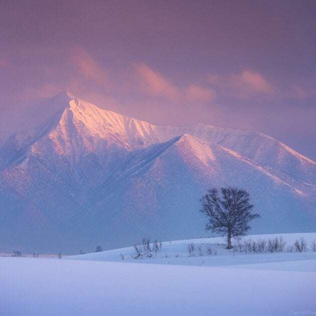 single trees in the deep powder of Hokkaido snow hills - Hokkaido Landscape & Wildlife with Daniel Kordan - VendorPhotography & Culture - WORKSHOP - Zhoola