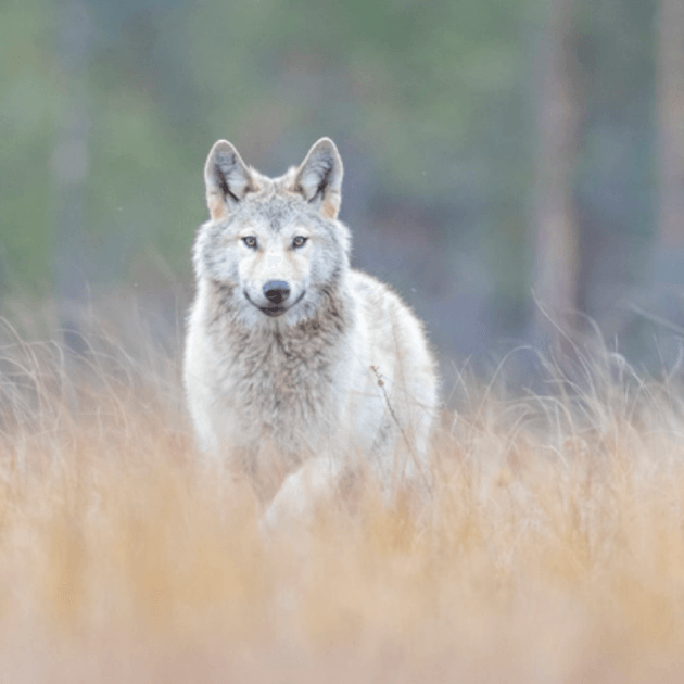 Load image into Gallery viewer, Wild Wolves of Taiga with Joshua Holko-Finland-Photography &amp; Wildlife-Zhoola
