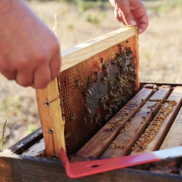 Uncovering Beekeeping Secrets and Savoring Nature's Sweetness: A Glimpse of Beekeepers and Honey Tasting in the Enchanting Forests of IkariaFood, Culture, Sailing, Wellness and Fun! with Diane Kochilas - VendorCulinary and Wellness - JOURNEY