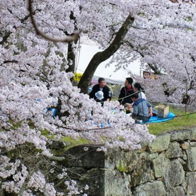 Load image into Gallery viewer, Classic Sakura of Japan with Riki-Japan-Culture &amp; Exploration-Zhoola
