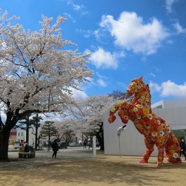 Classic Sakura of Japan with Riki-Japan-Culture & Exploration-Zhoola