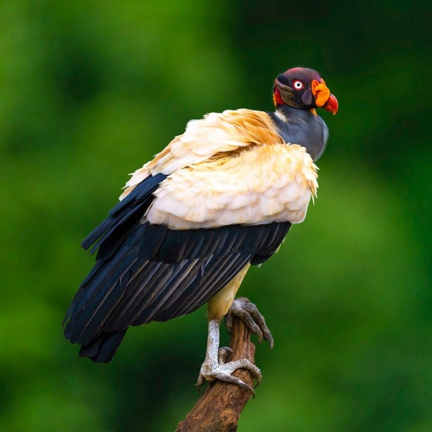 Load image into Gallery viewer, King Vulture Perched in Boca Tapada - Wildlife Photography Workshop with Colby Brown - Photography &amp; Hike - Workshop - Zhoola
