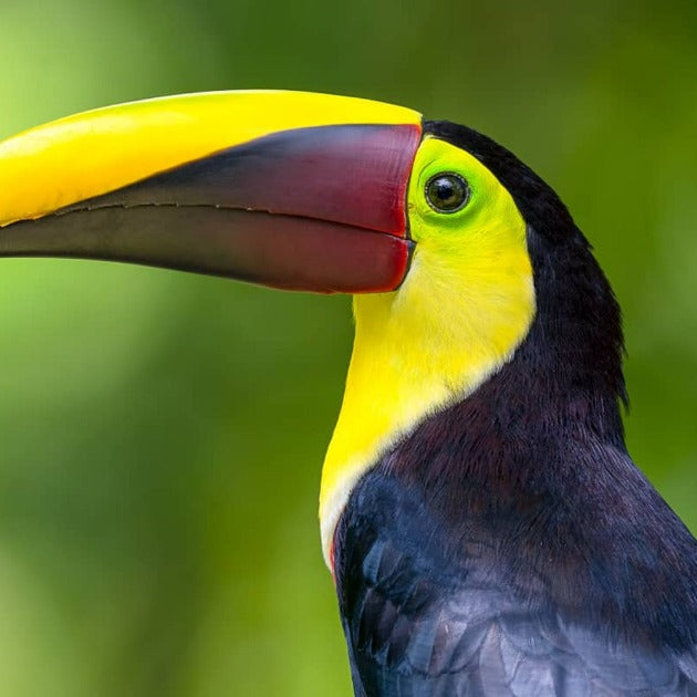 A Chesnut-Mandibled Toucan - Wildlife Photography Workshop with Colby Brown - Photography & Hike - Workshop - Zhoola