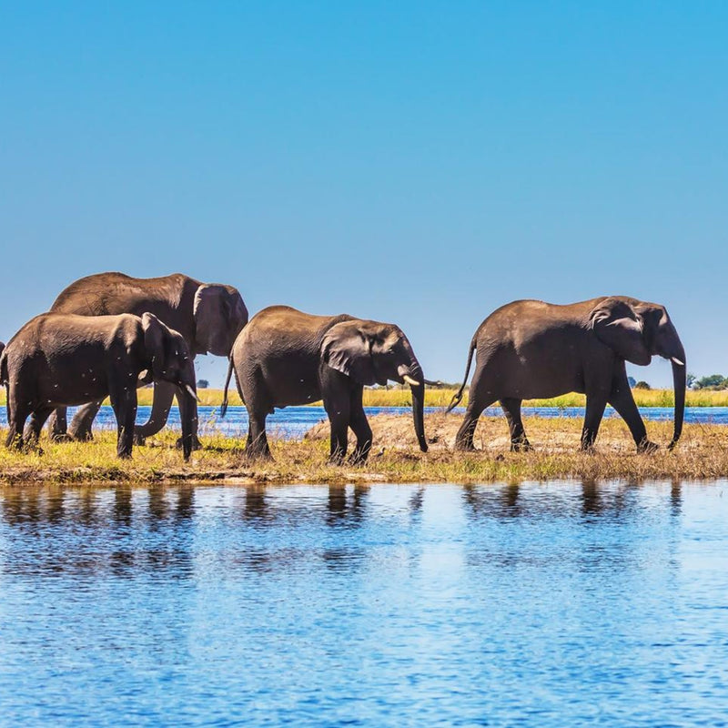 Load image into Gallery viewer, Majestic Herd of Elephants Gracefully Strolling Along the Lake - Safari in the Okavango Delta in Botswana with Sebastian &amp; Lin-1 -VendorSafari &amp; Nature - EXPEDITION - Zhoola
