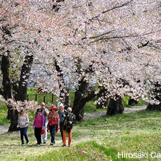 Classic Sakura of Japan with Riki-Japan-Culture & Exploration-Zhoola