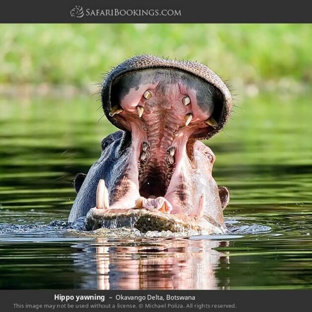 Hippopotamus with Its Mouth Wide Open in a Lake - Safari in the Okavango Delta in Botswana with Sebastian & Lin-1 -VendorSafari & Nature - EXPEDITION - Zhoola