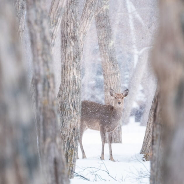 Sika deer in the snow - Hokkaido Landscape & Wildlife with Daniel Kordan - VendorPhotography & Culture - WORKSHOP - Zhoola