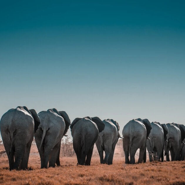 Load image into Gallery viewer, Herd of elephants walking in their natural habitat.Tranquility and natural splendor with Nateea - Yoga and Safari - RETREAT - Zhoola
