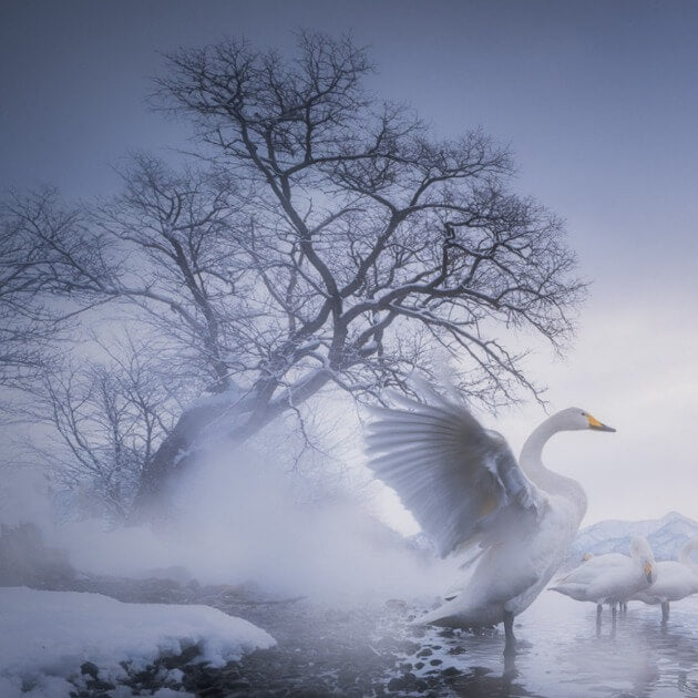 Load image into Gallery viewer, Graceful whooper swans - Hokkaido Landscape &amp; Wildlife with Daniel Kordan - VendorPhotography &amp; Culture - WORKSHOP - Zhoola

