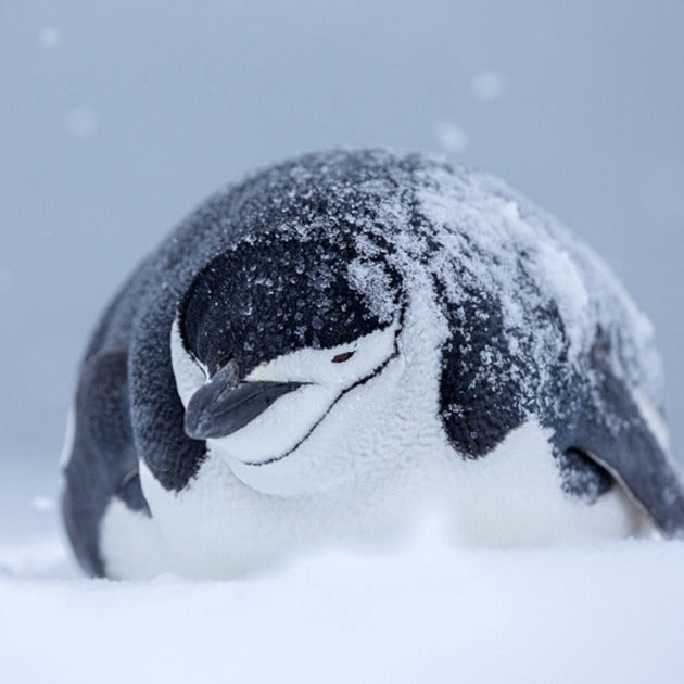 Load image into Gallery viewer, penguin sitting in the snow Antarctic islands - The White Continent with Joshua Holko - Photography &amp; Wildlife - Expedition - Zhoola
