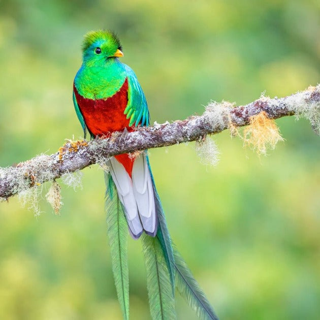 Quetzal Perched On Tree Branch - Wildlife Photography Workshop with Colby Brown - Photography & Hike - Workshop - Zhoola