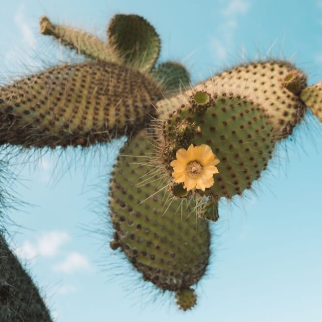 Load image into Gallery viewer, Vibrant yellow flowers on a Prickly Pear Cactus - Luxury Galapagos with Kiersten, Caity &amp; Cecibel - Cruise &amp; Eco (Women only) - Expedition - Zhoola
