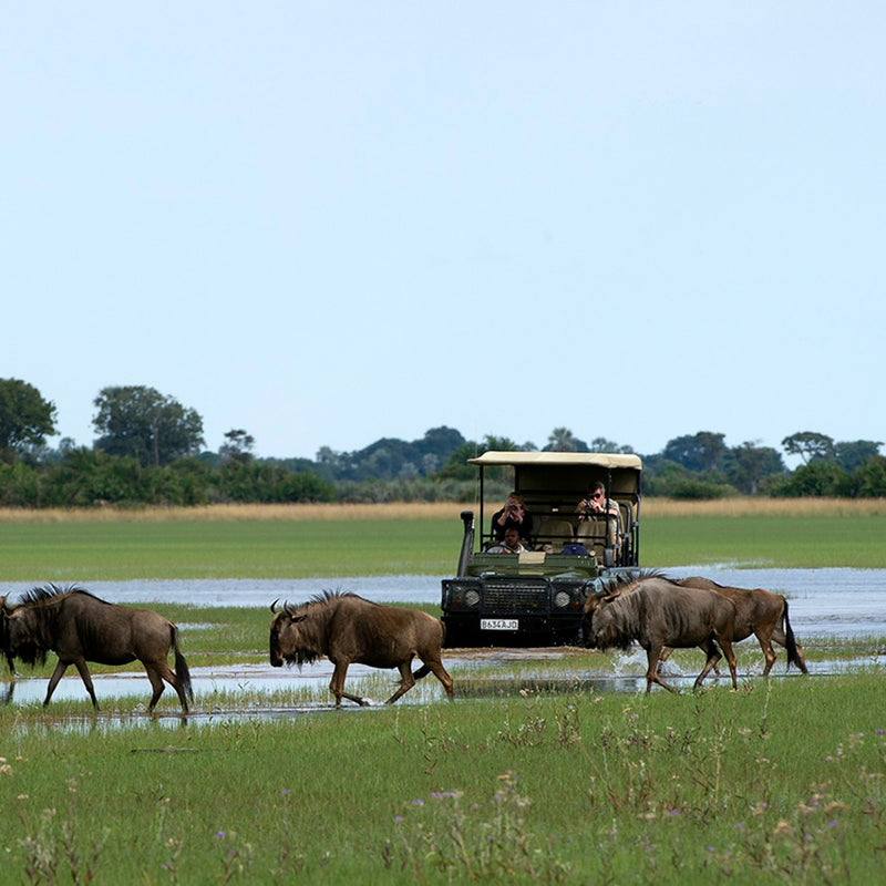 Load image into Gallery viewer, Travelers  Observing Wildlife on a Jeep Safari - Safari in the Okavango Delta in Botswana with Sebastian &amp; Lin-1 -VendorSafari &amp; Nature - EXPEDITION - Zhool
